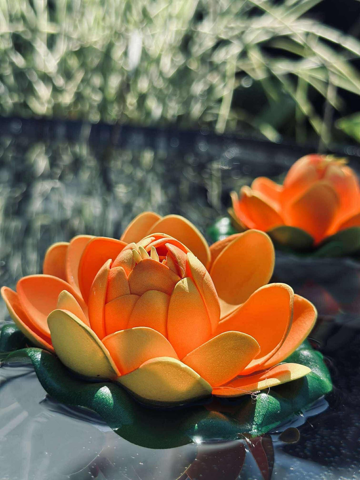 Lotus - Plusieurs couleurs