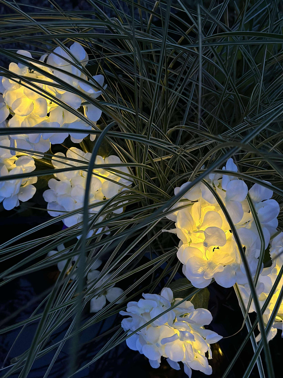 Hortensia solaire - Blanc