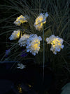 Hortensia solaire - Blanc