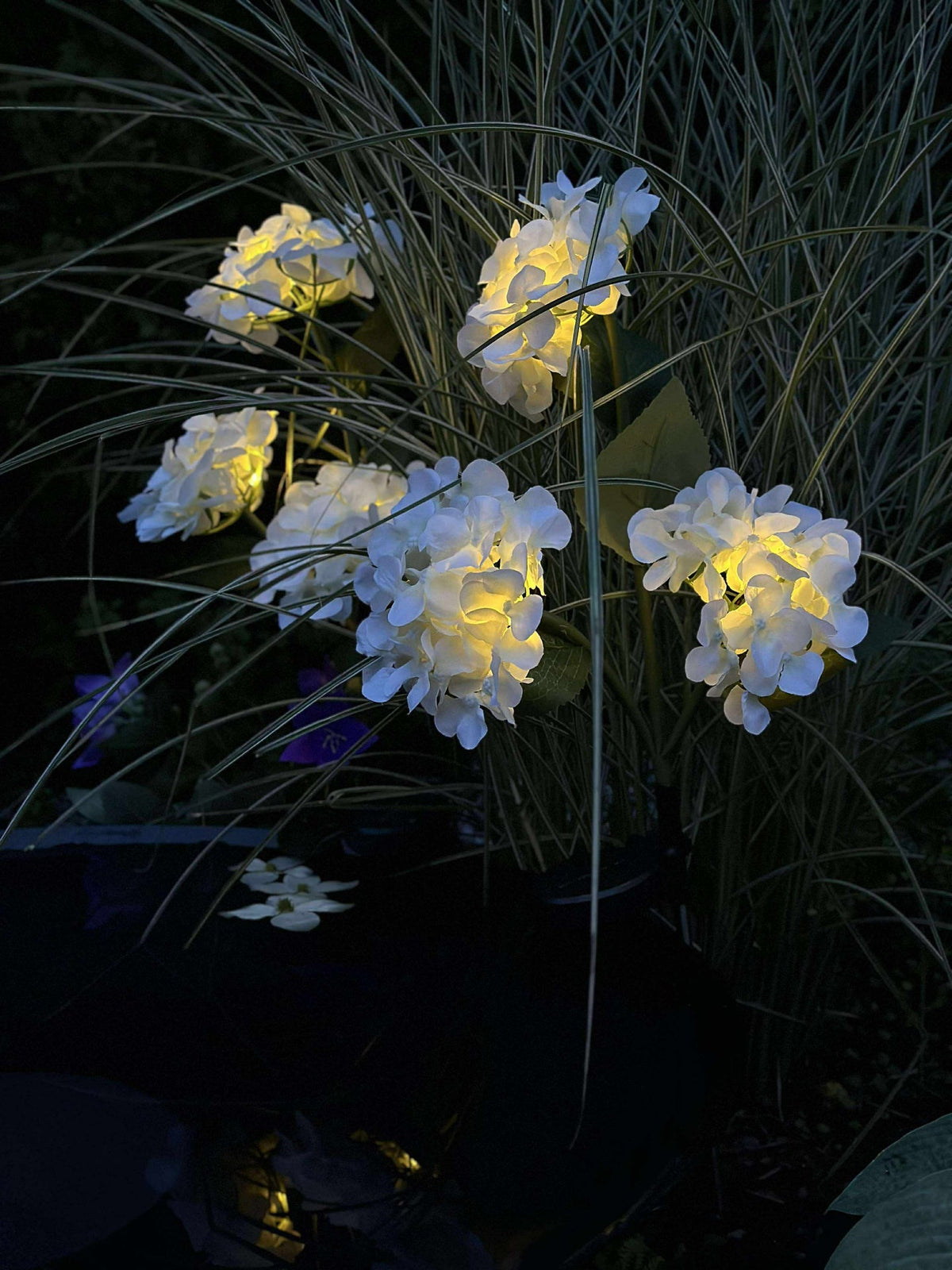 Hortensia solaire - Blanc