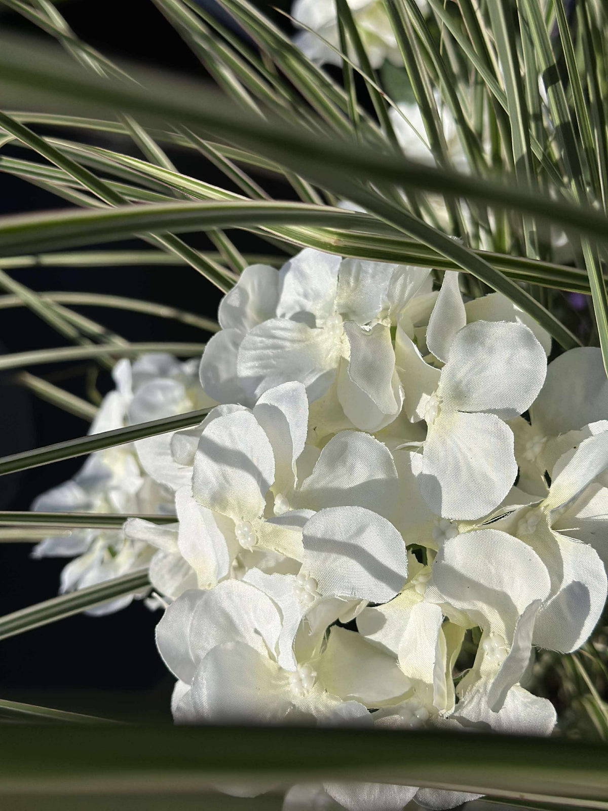 Hortensia solaire - Blanc