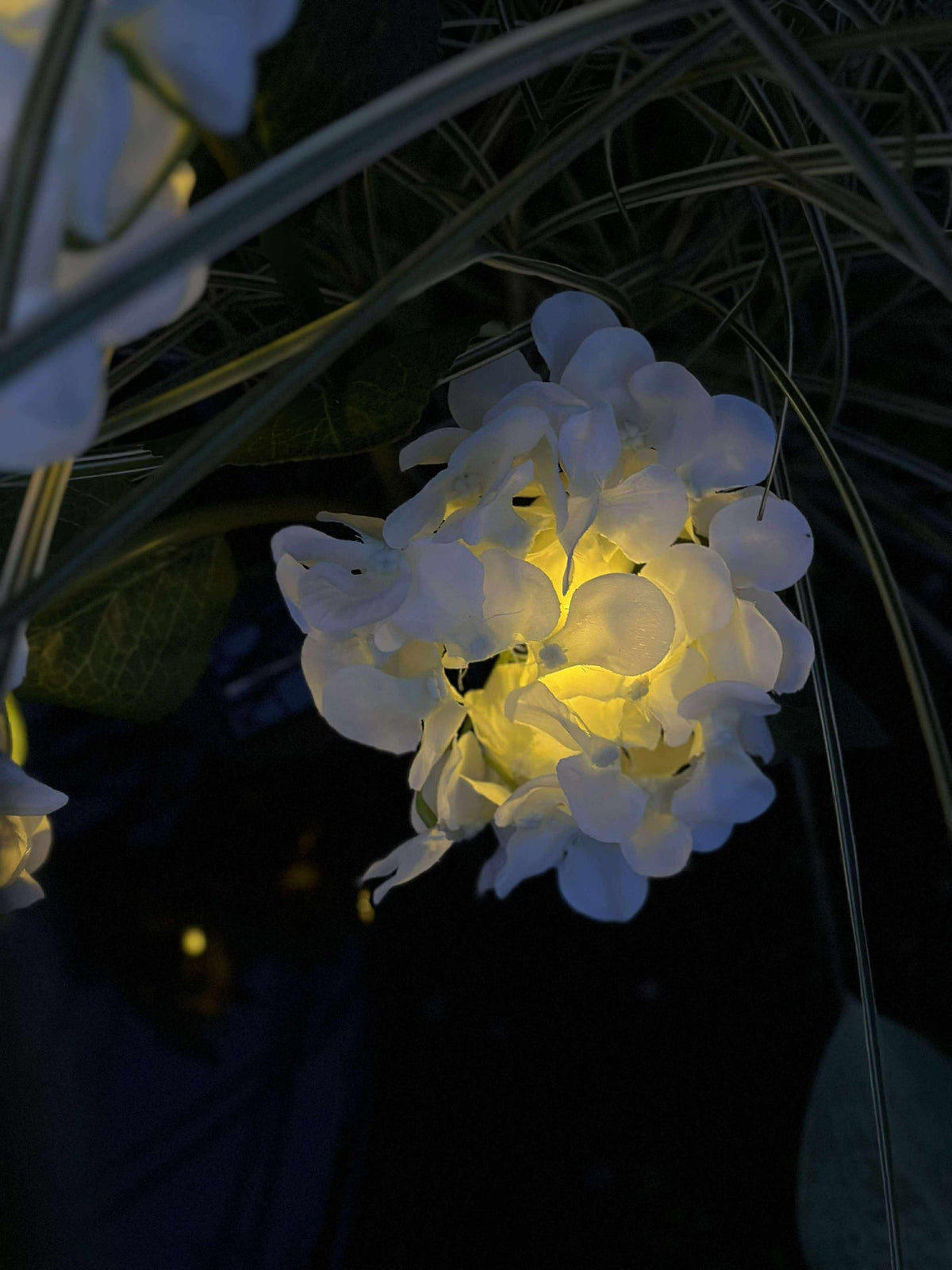 Hortensia solaire - Blanc