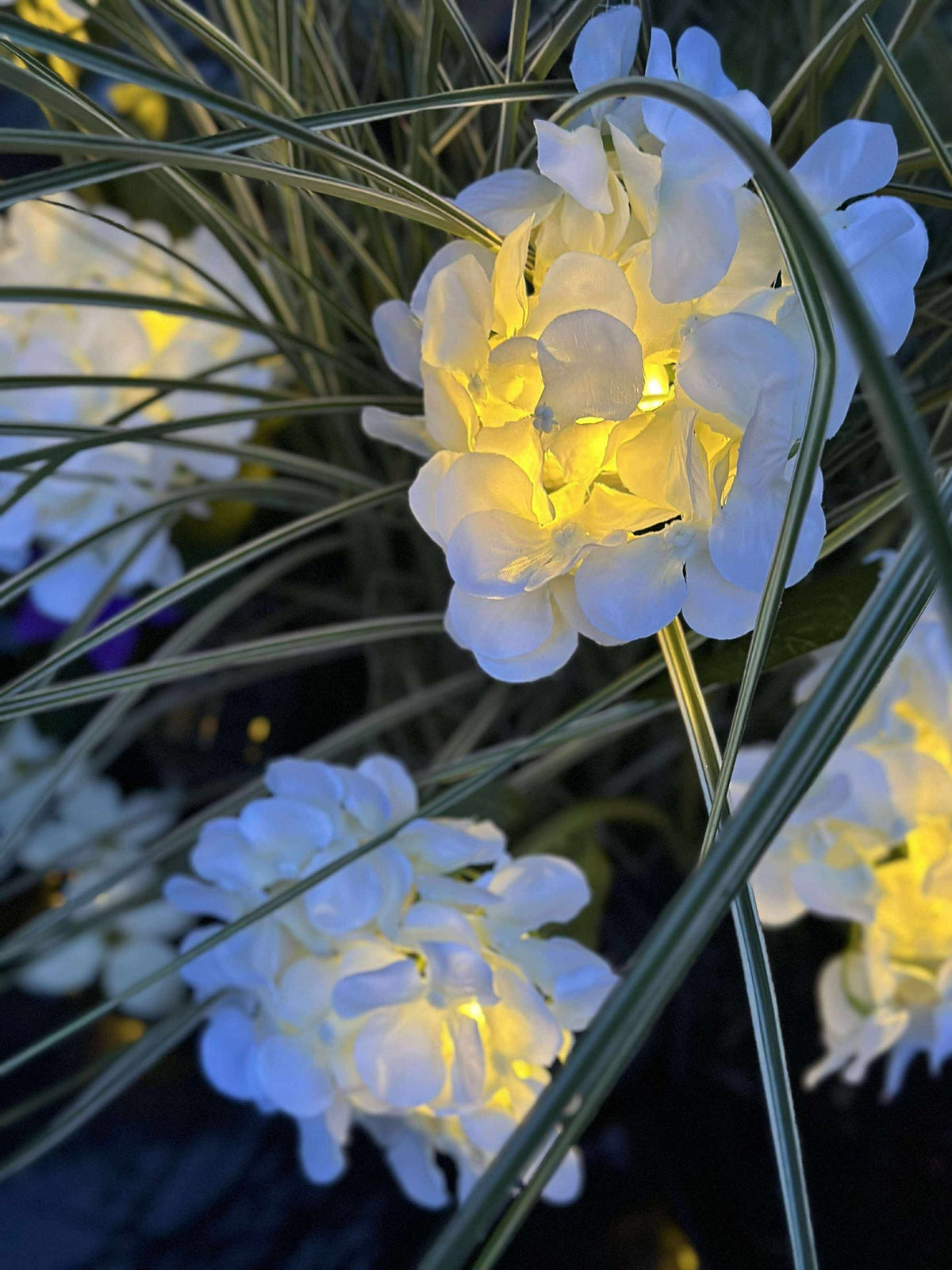 Hortensia solaire - Blanc