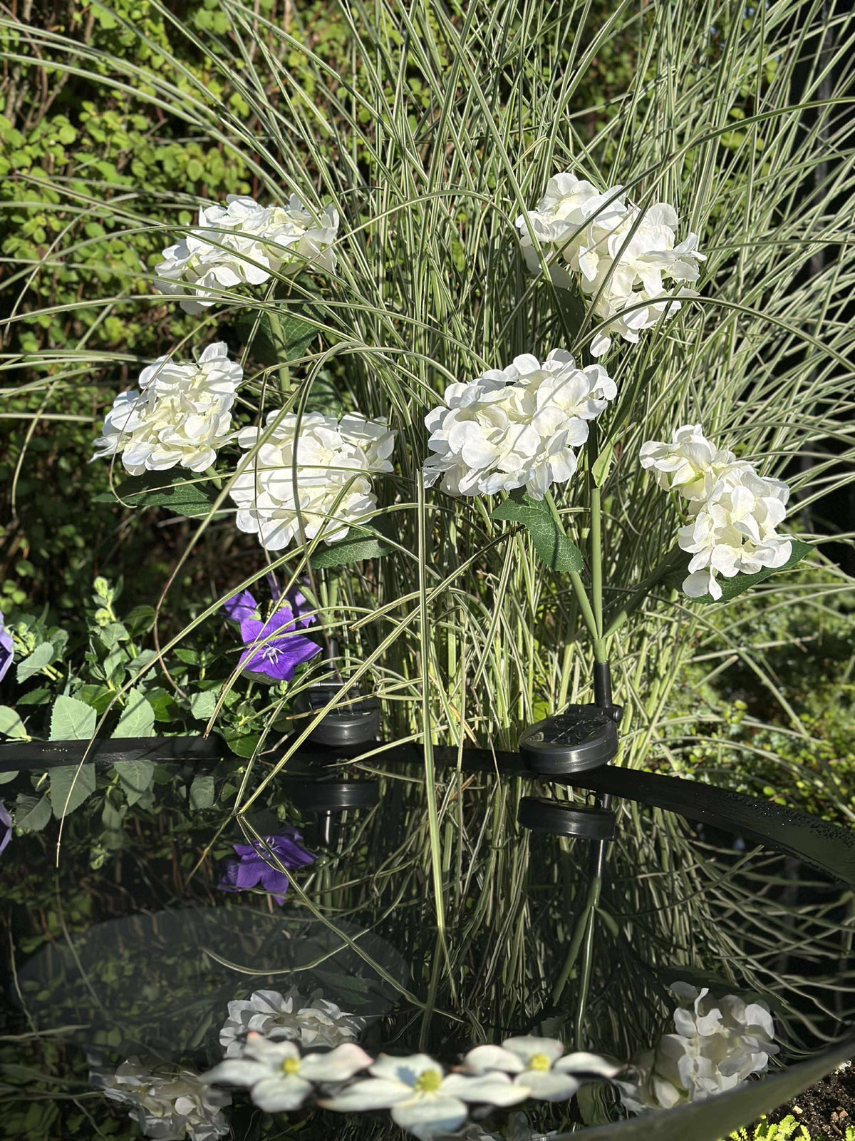 Hortensia solaire - Blanc