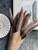 Bouquet éternel - Luffa Sable
