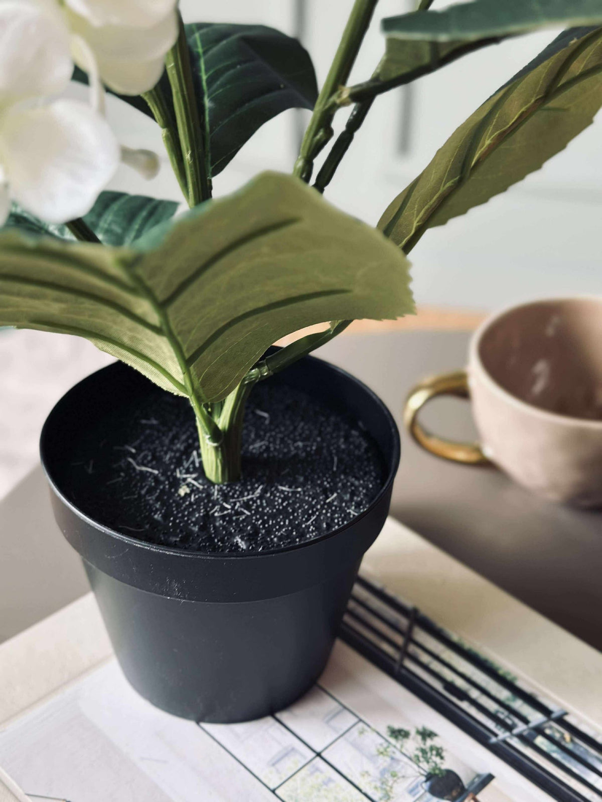 Hortensia en pot - Blanche