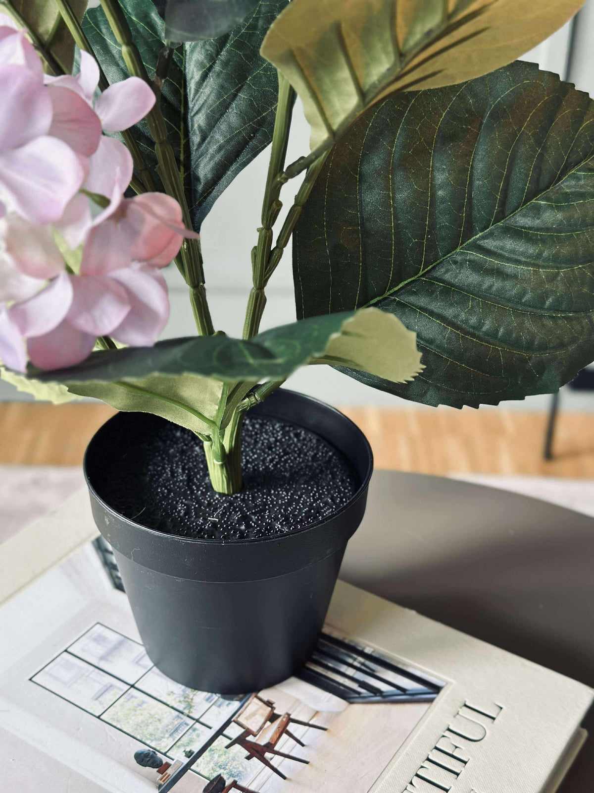 Hortensia en pot - Lilas