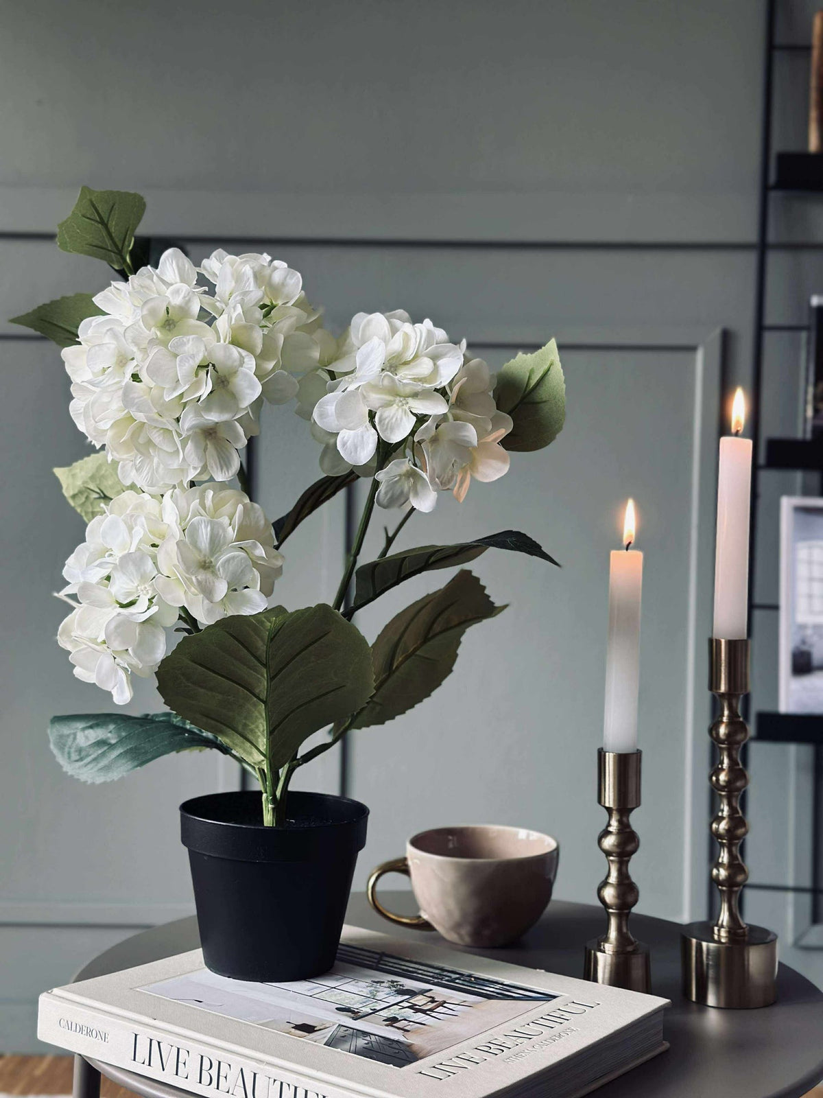Hortensia en pot - Blanche
