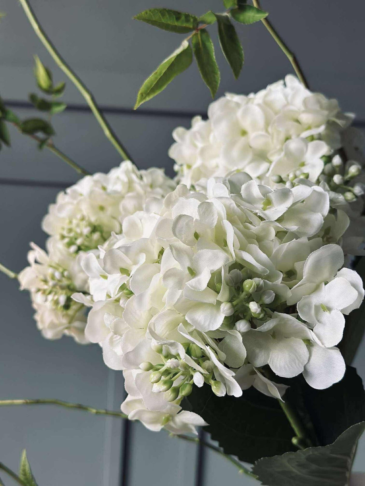 Hortensia blanc