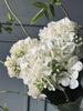 Hortensia blanc