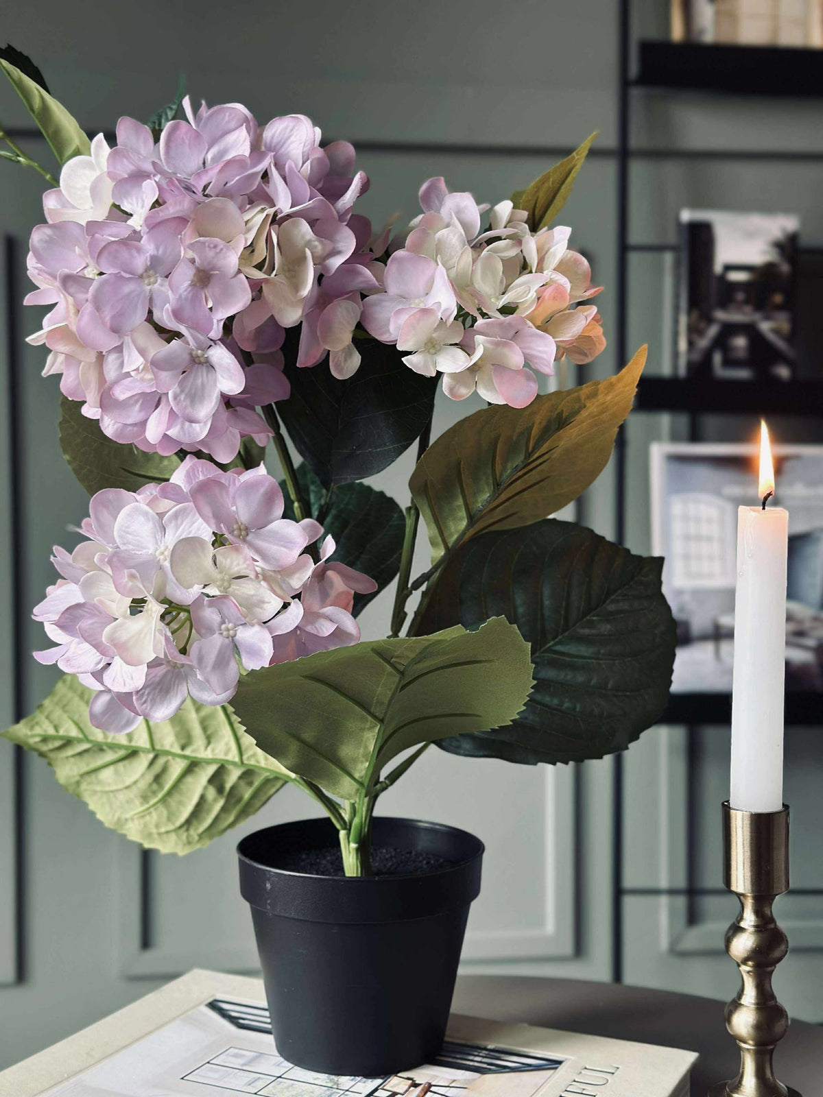 Hortensia en pot - Lilas