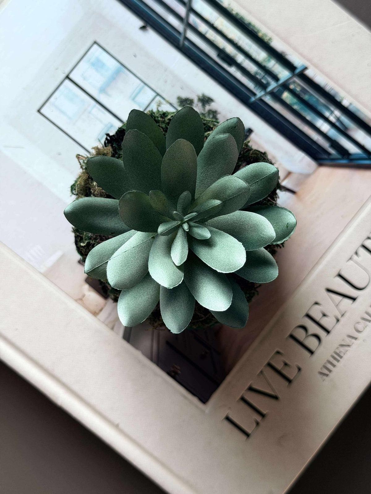 Boule de mousse succulente Blomst