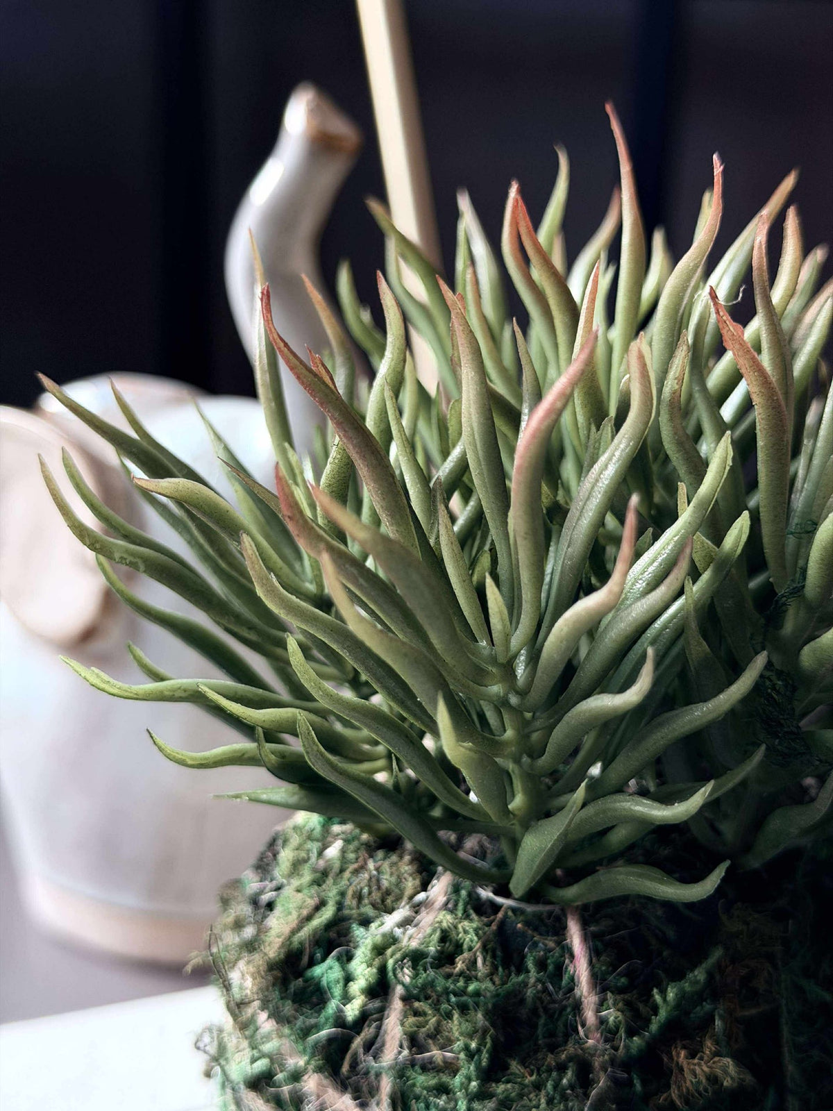 Fleur succulente boule de mousse