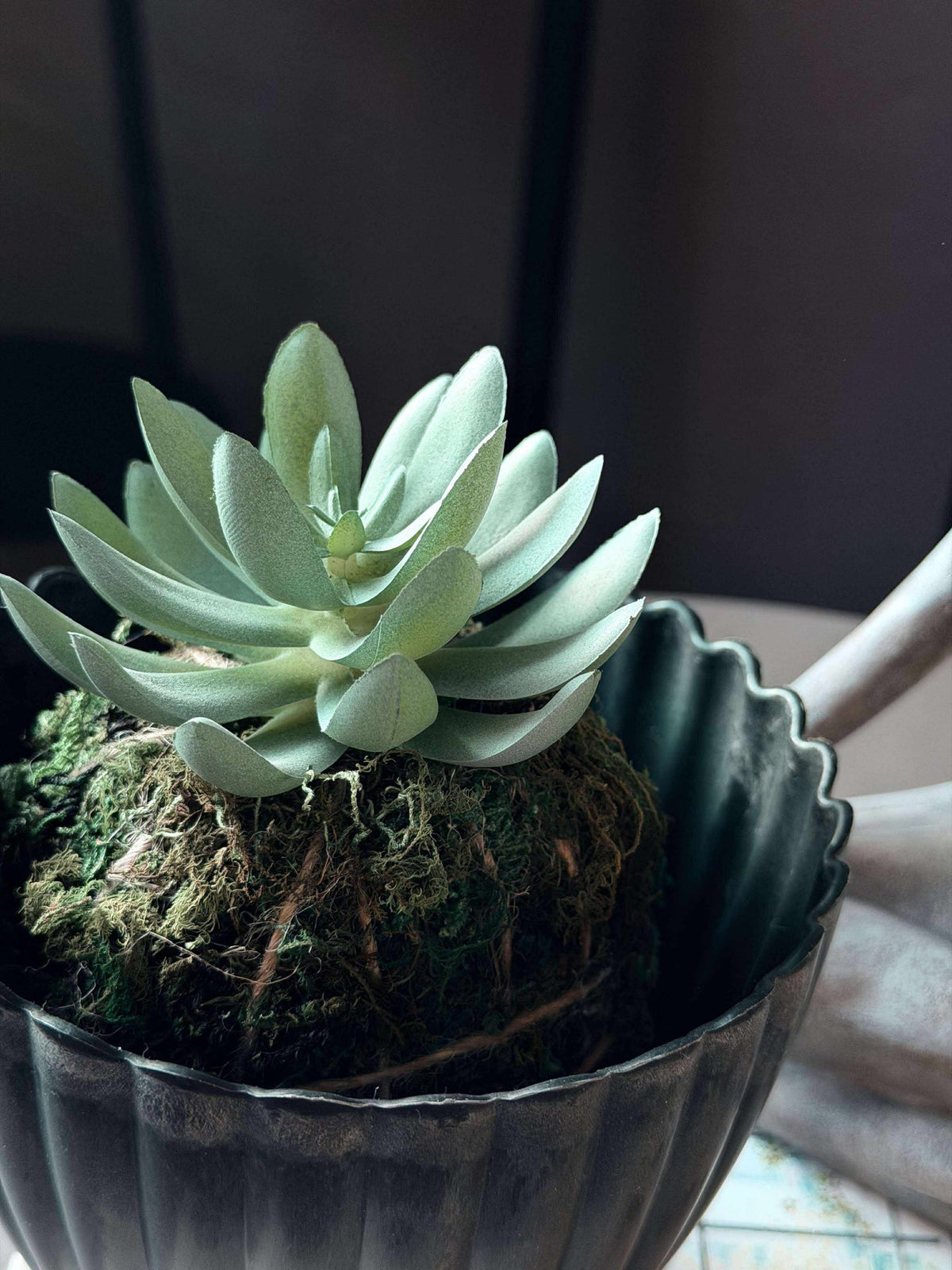 Boule de mousse succulente Blomst