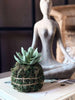 Boule de mousse succulente Blomst