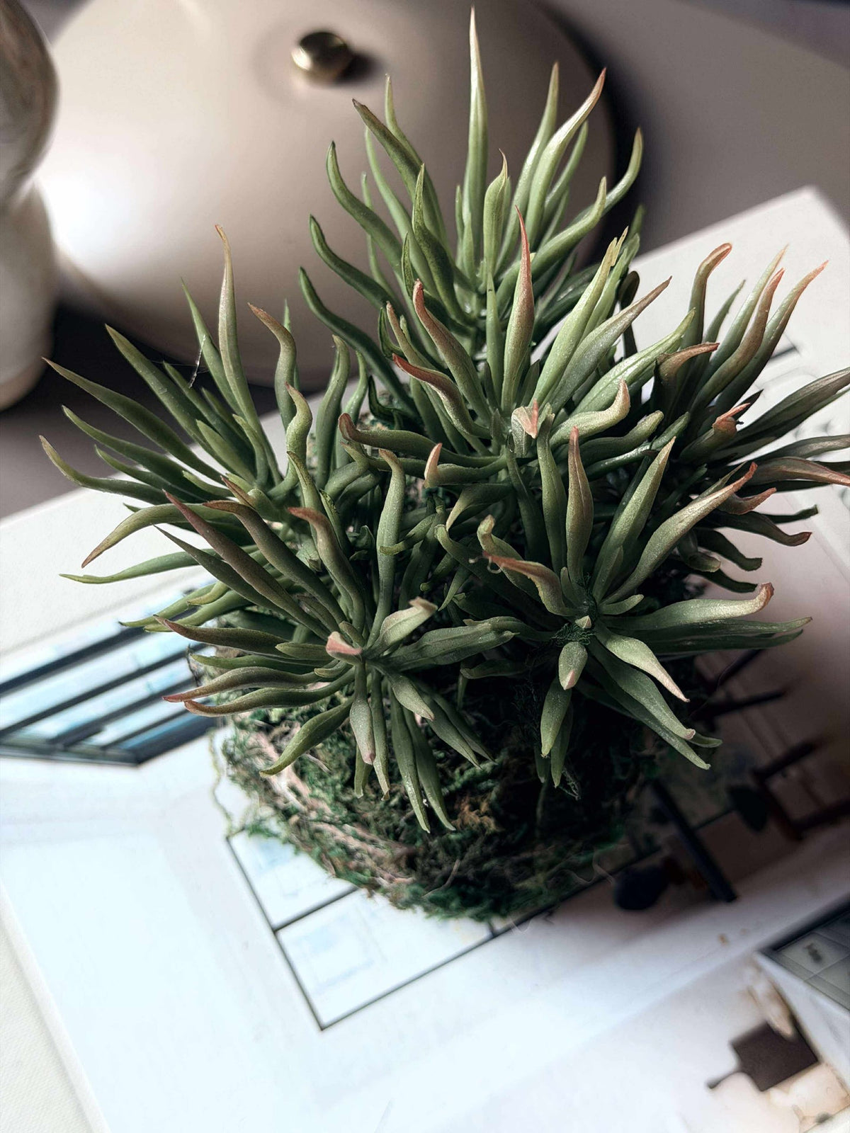 Fleur succulente boule de mousse