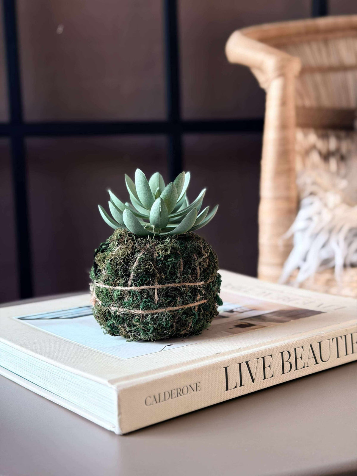 Boule de mousse succulente Blomst