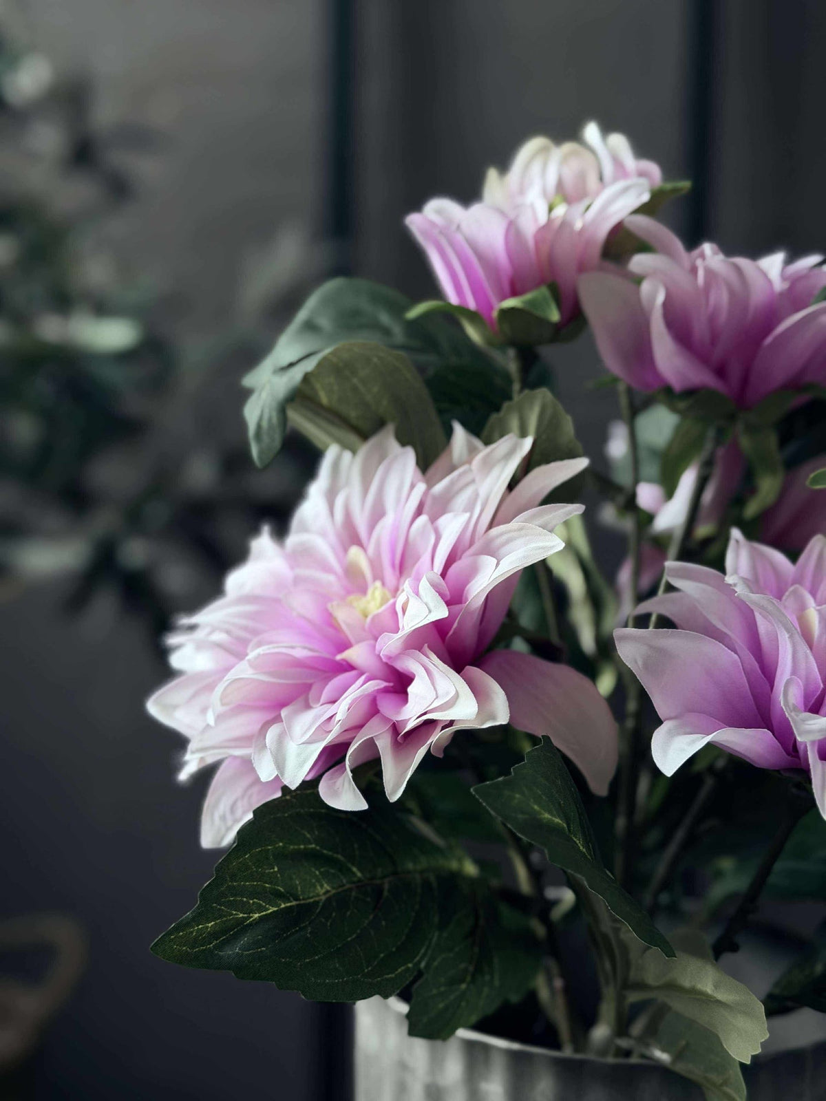 Dahlia en pot - Rose