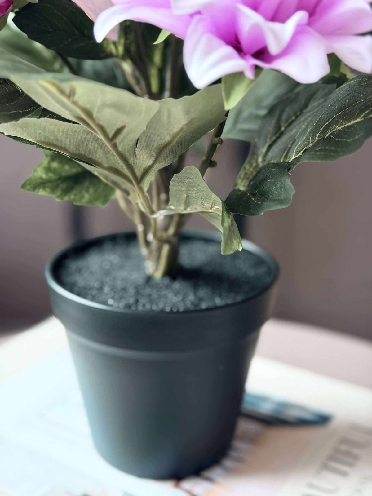 Dahlia en pot - Rose