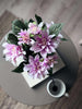 Dahlia en pot - Rose