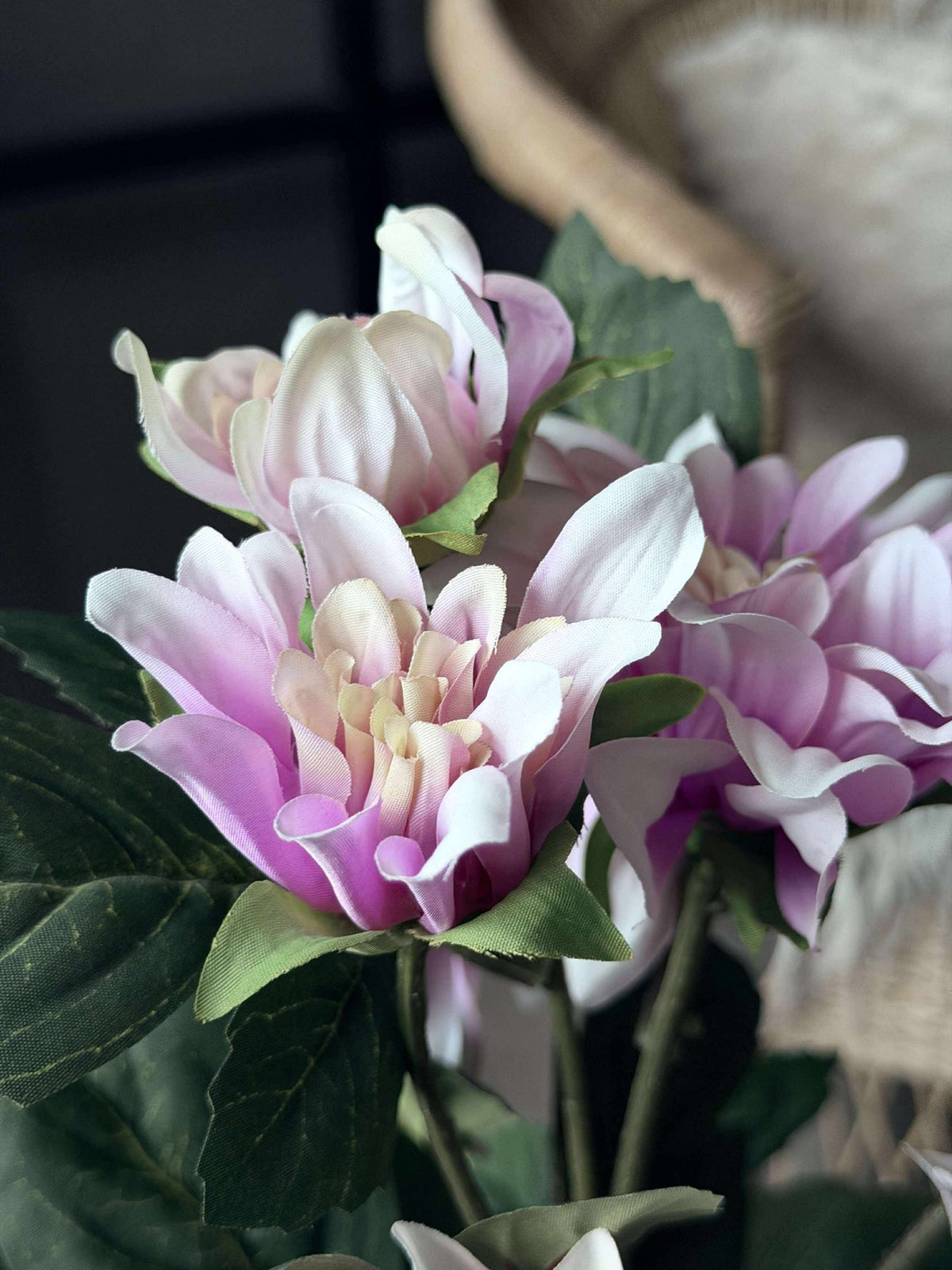 Dahlia en pot - Rose