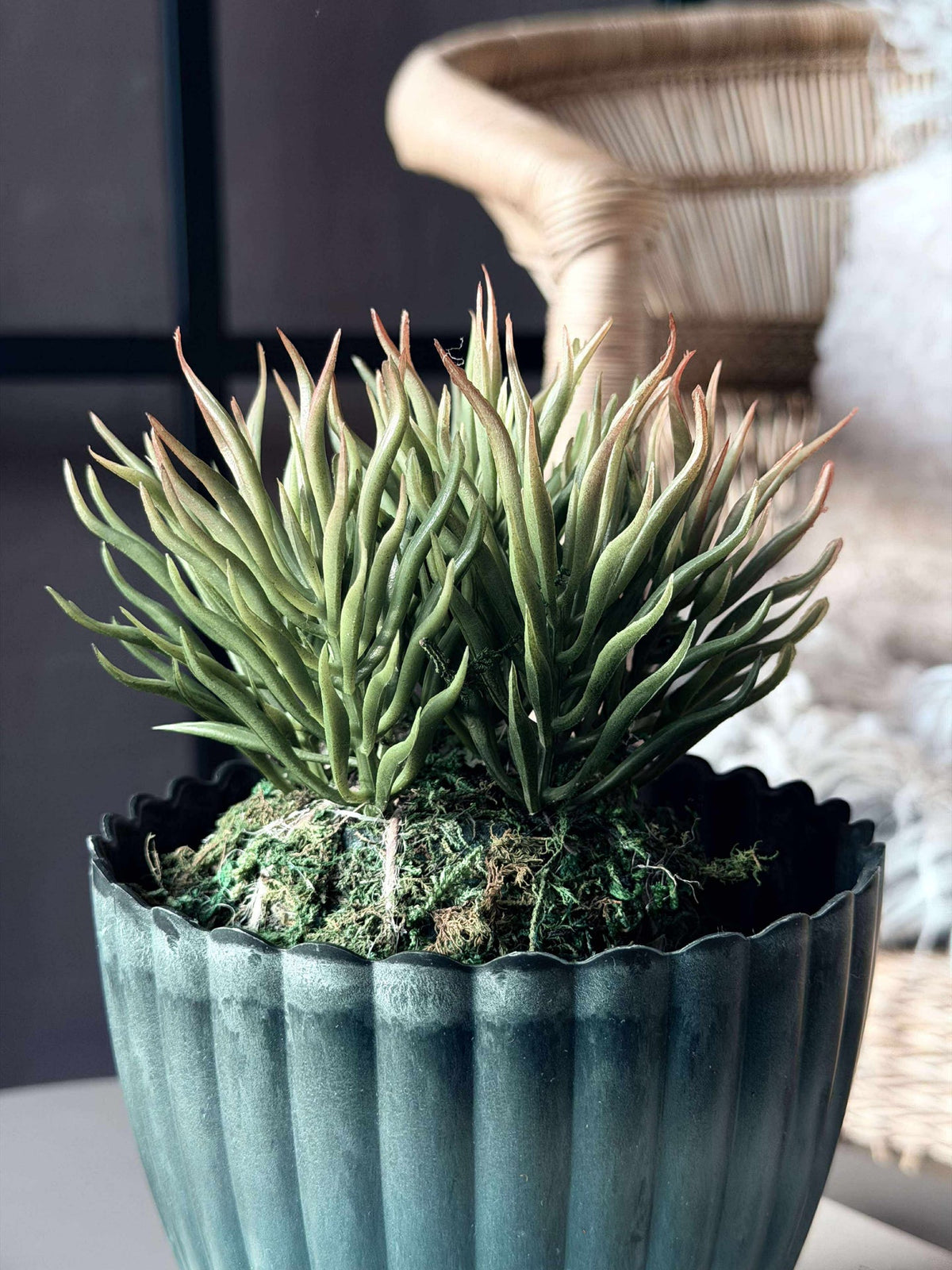 Fleur succulente boule de mousse