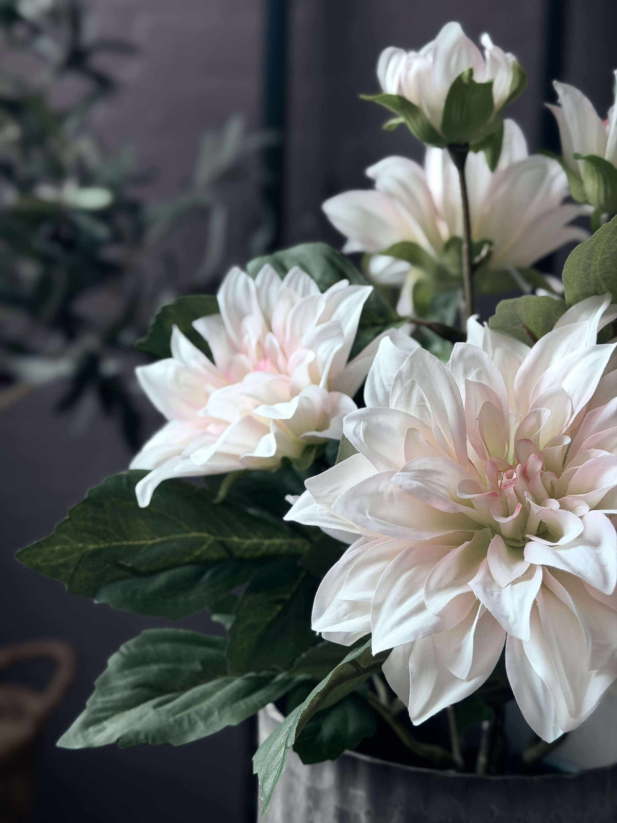 Dahlia en pot - Blanc