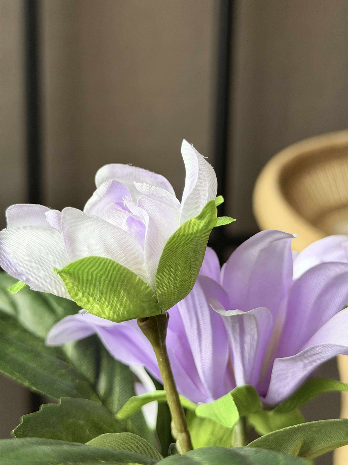Dahlia en pot - Violet