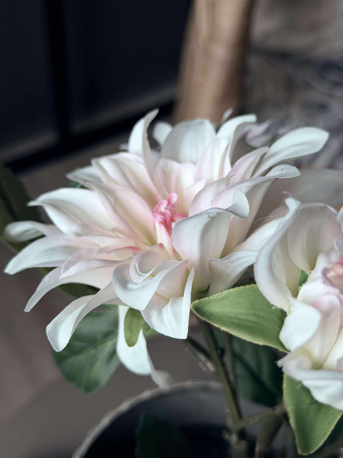 Dahlia en pot - Blanc