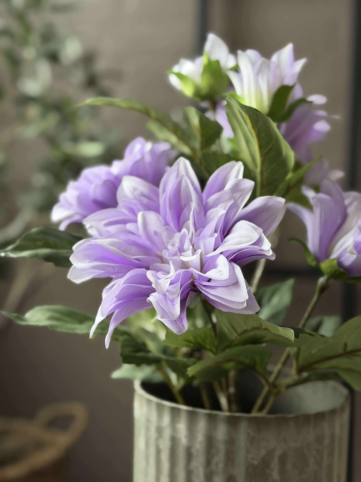Dahlia en pot - Violet