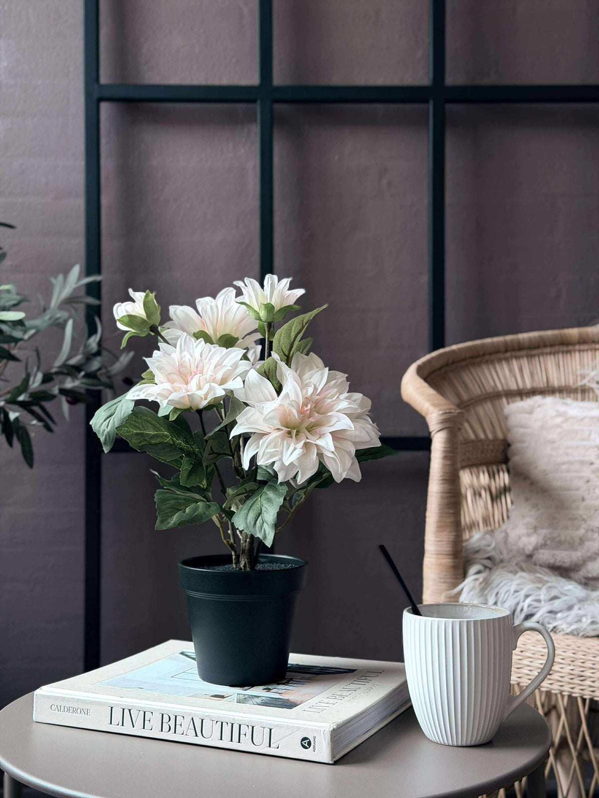 Dahlia en pot - Blanc