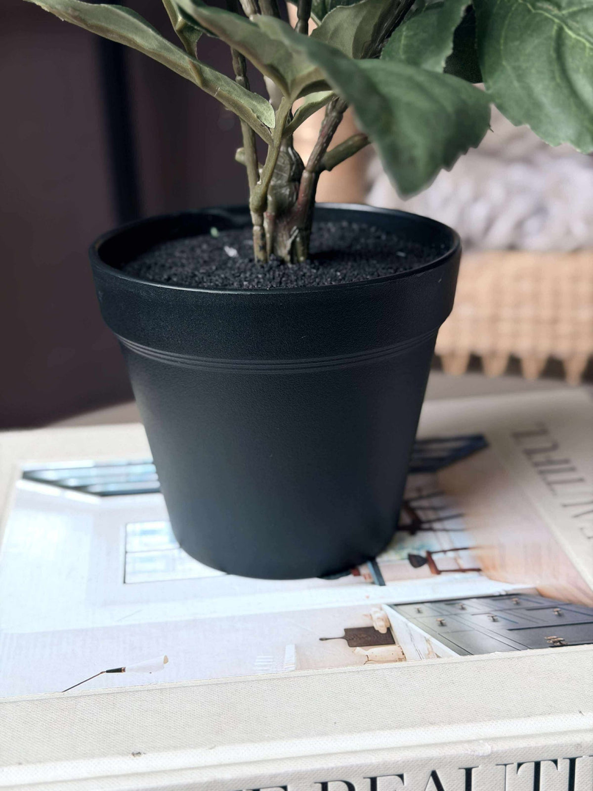 Dahlia en pot - Blanc