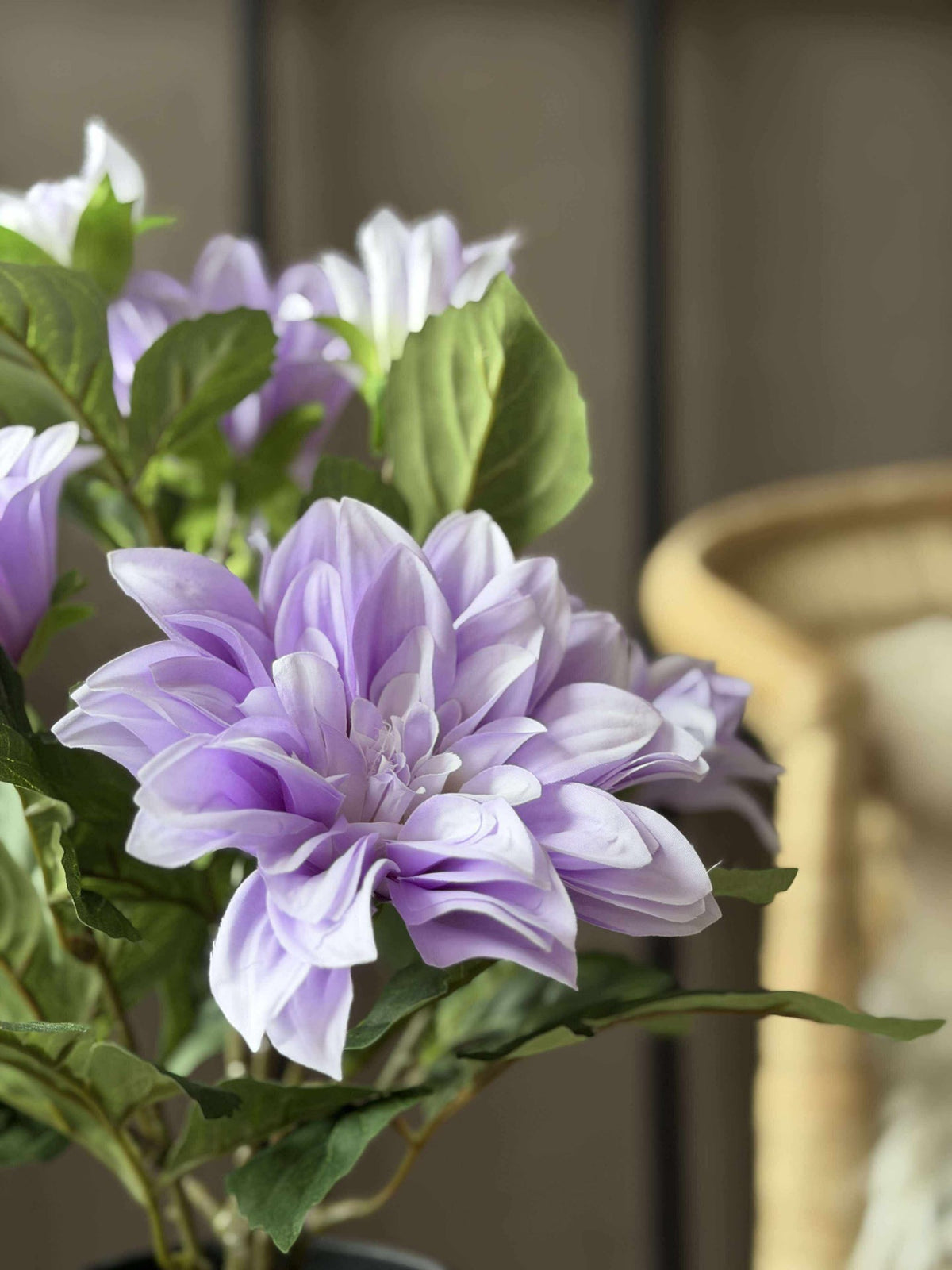 Dahlia en pot - Violet