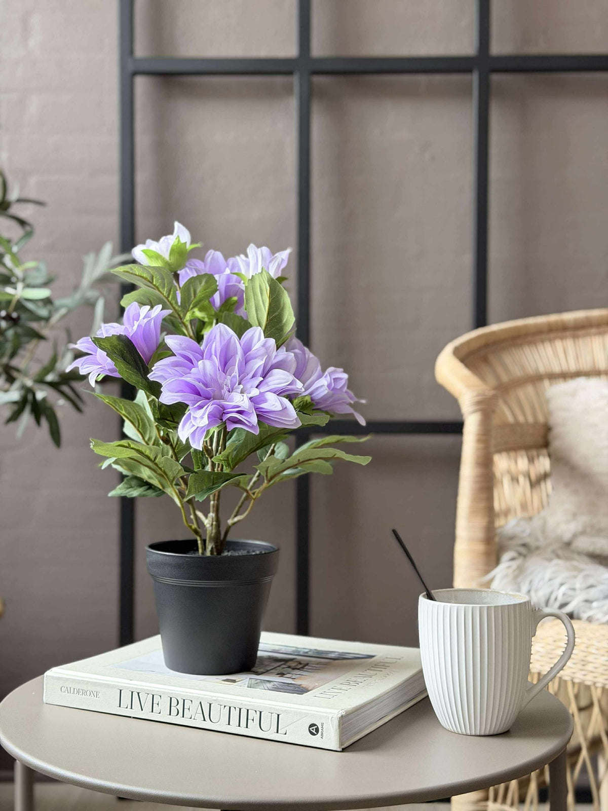 Dahlia en pot - Violet