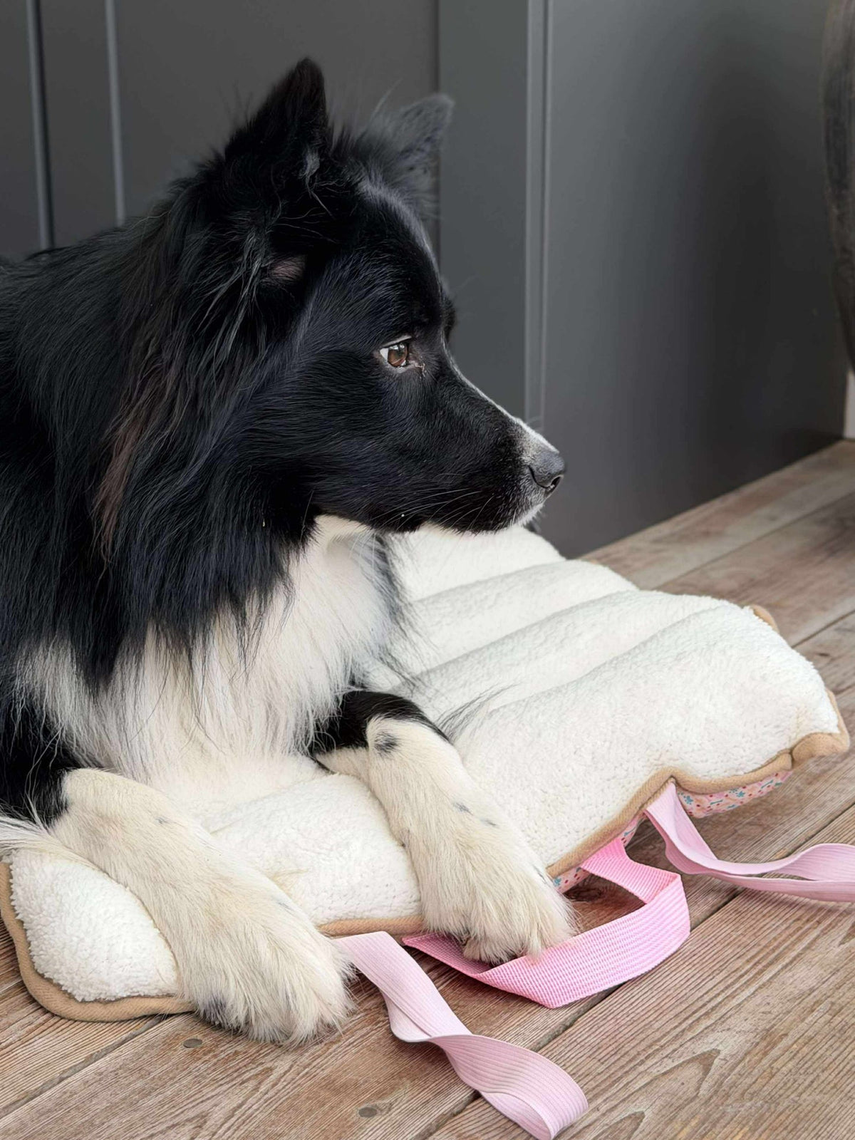 Couverture pour chien - Pliable