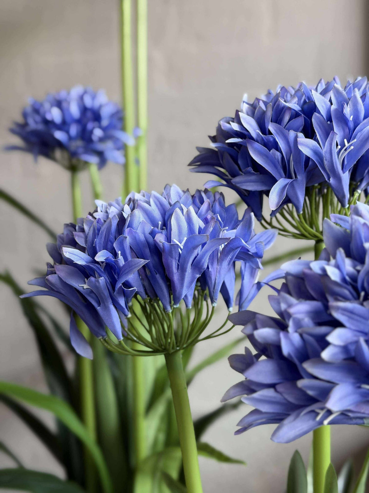 Agapanthe 80cm - plusieurs couleurs