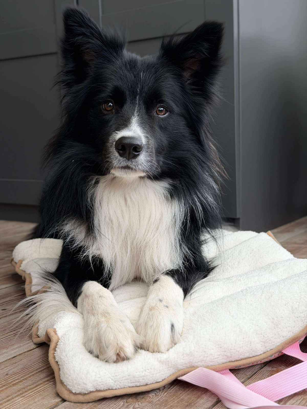 Couverture pour chien - Pliable