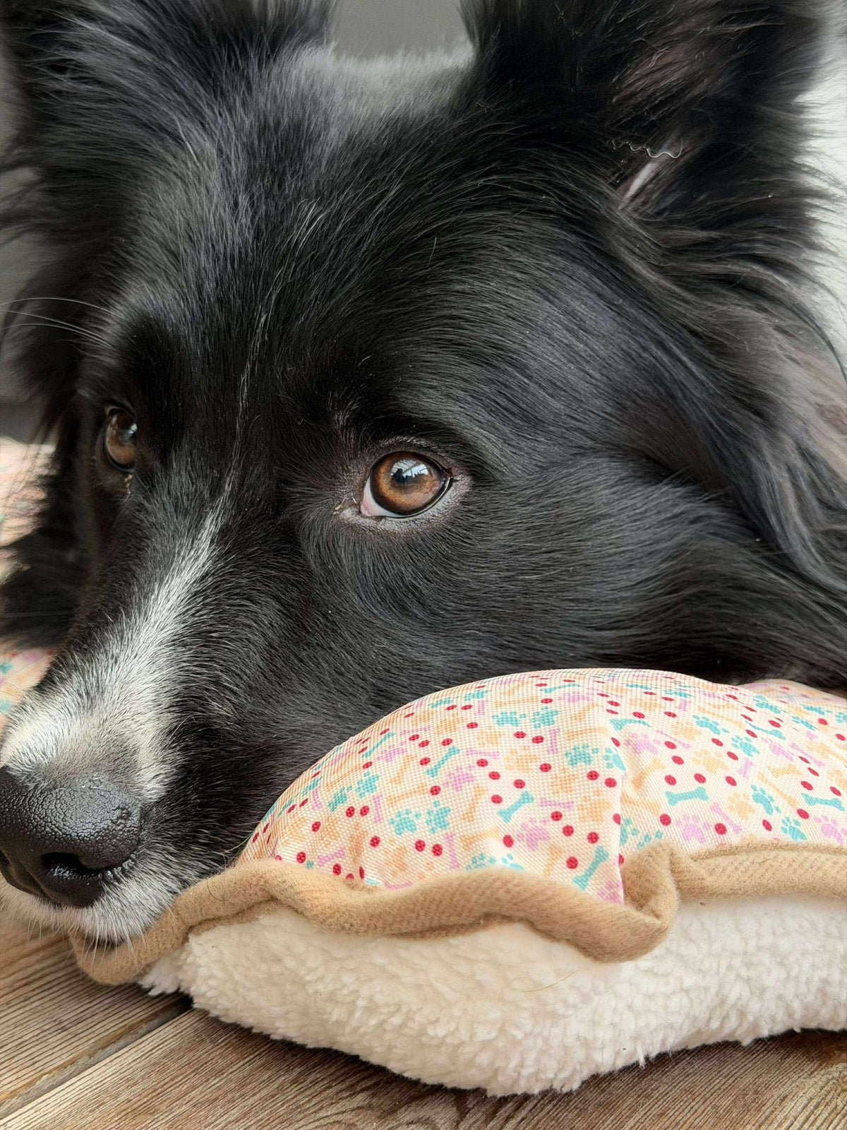 Couverture pour chien - Pliable