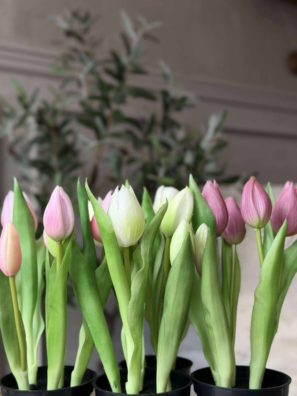 Tulipe en pot - Blanche Avec 3 Fleurs