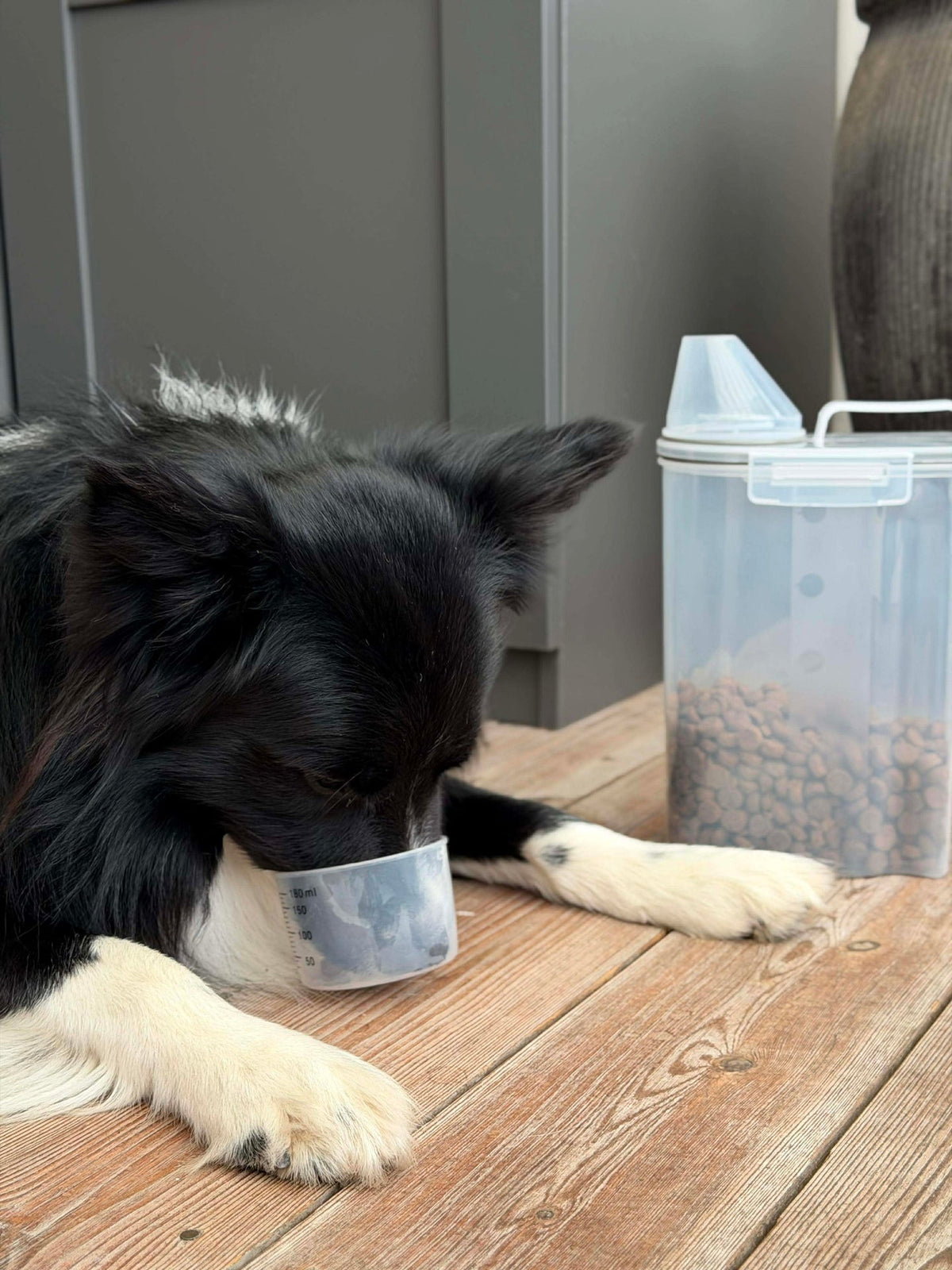 Boîte avec gobelet doseur pour aliments pour animaux