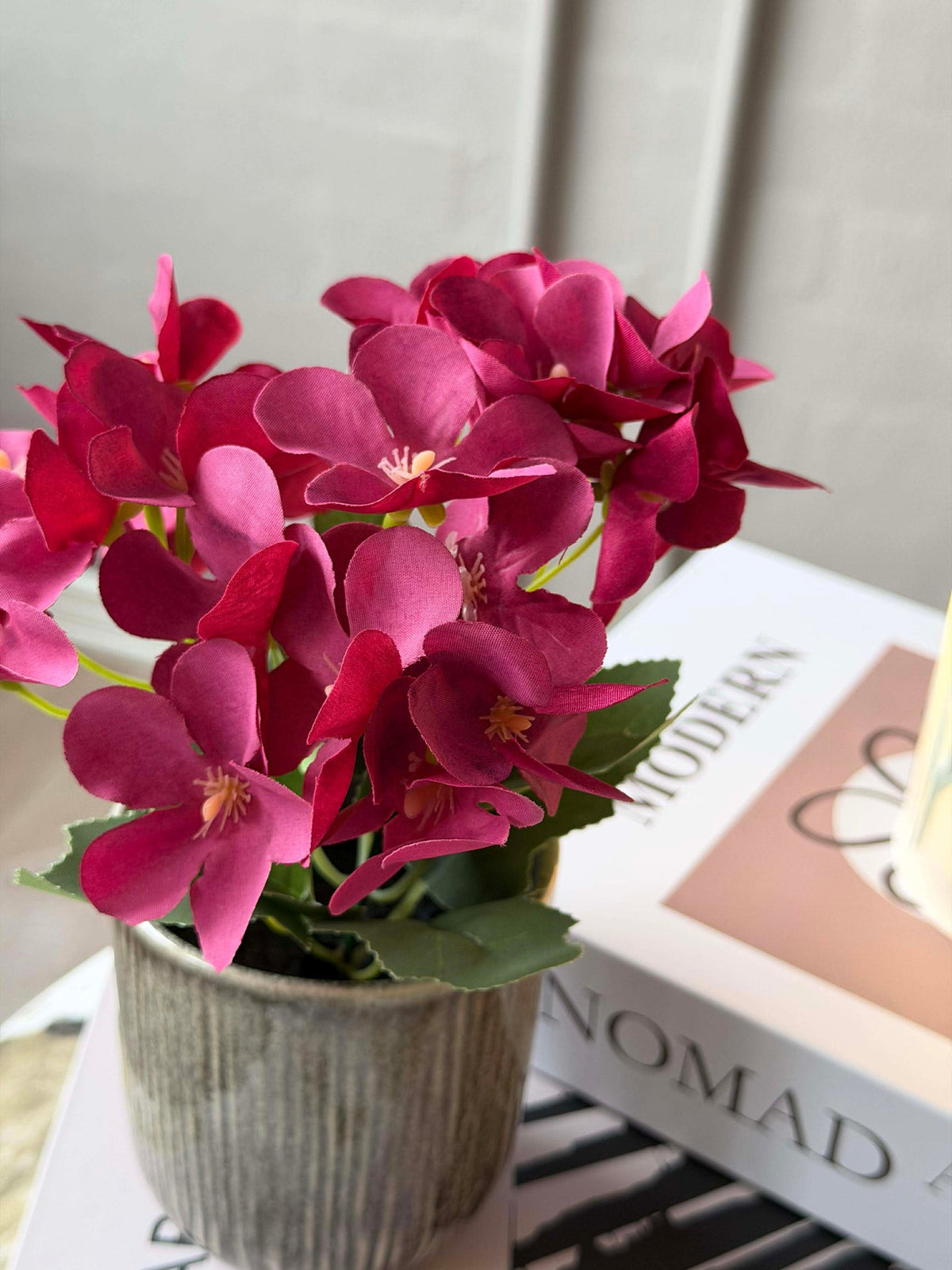 Mini hortensia en pot - plusieurs couleurs