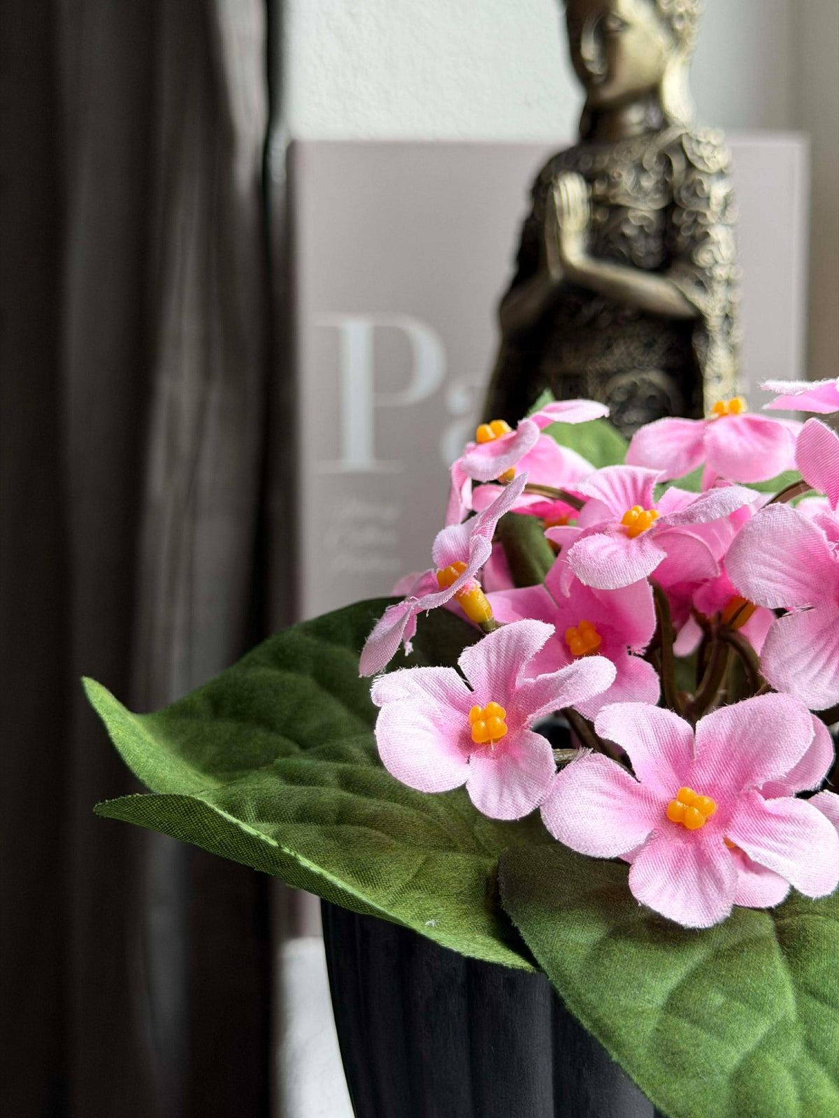 Saintpaulia en pot - plusieurs couleurs