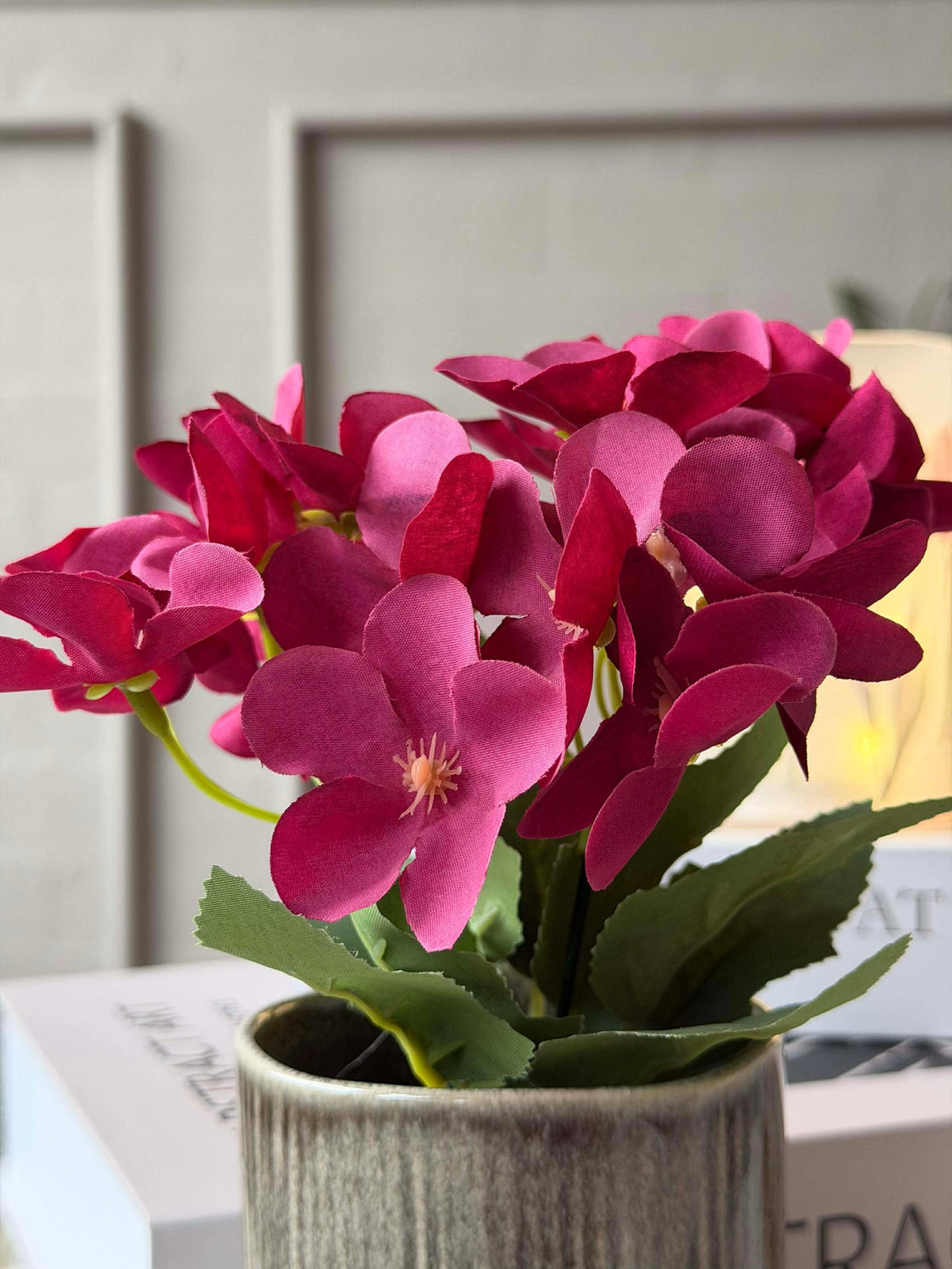 Mini hortensia en pot - plusieurs couleurs