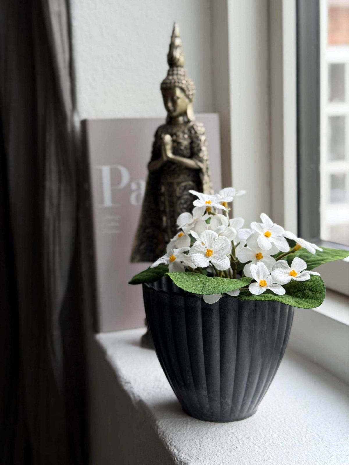 Saintpaulia en pot - plusieurs couleurs
