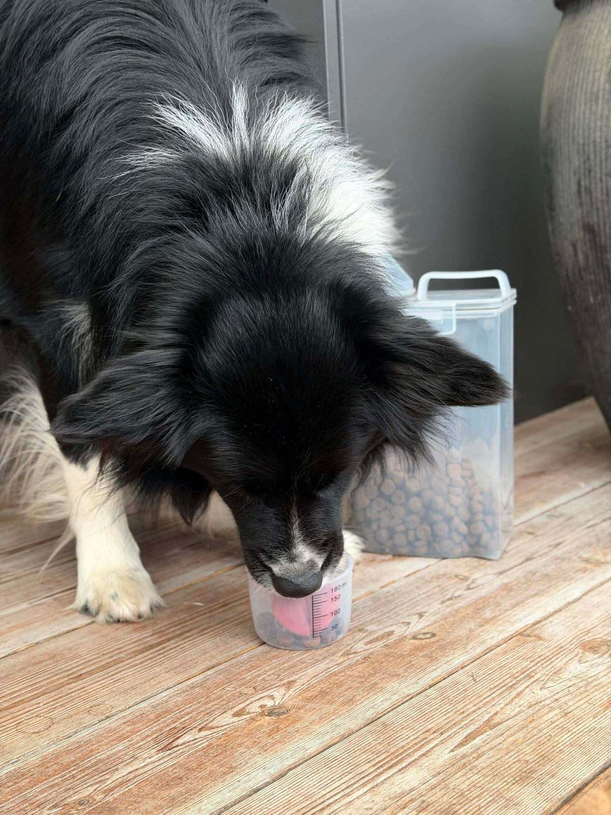 Boîte avec gobelet doseur pour aliments pour animaux