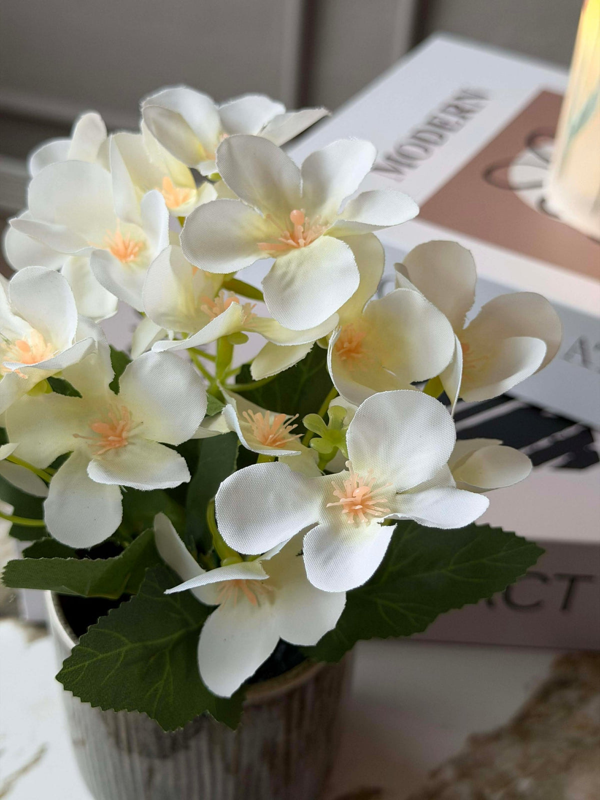 Mini hortensia en pot - plusieurs couleurs