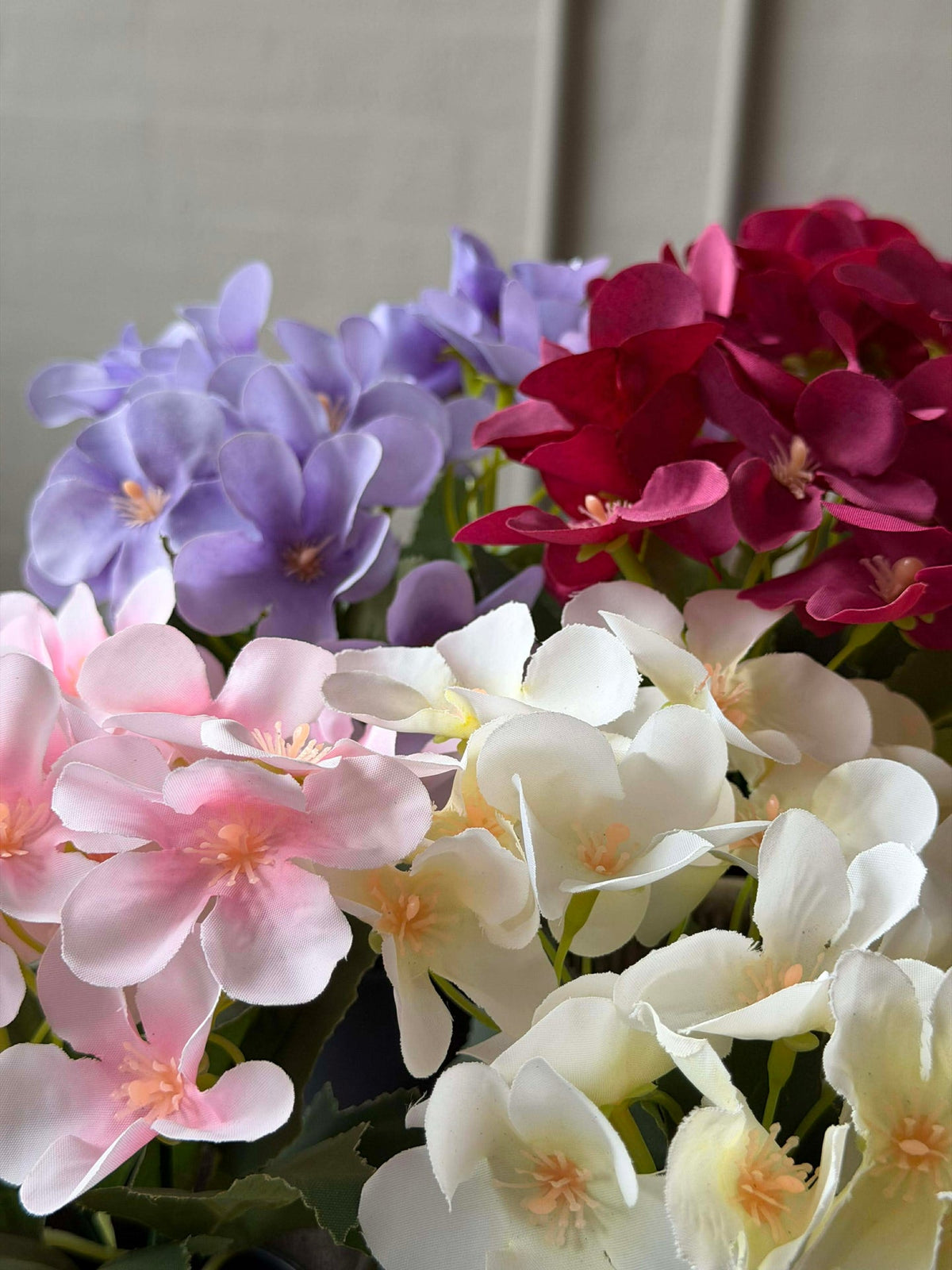 Mini hortensia en pot - plusieurs couleurs