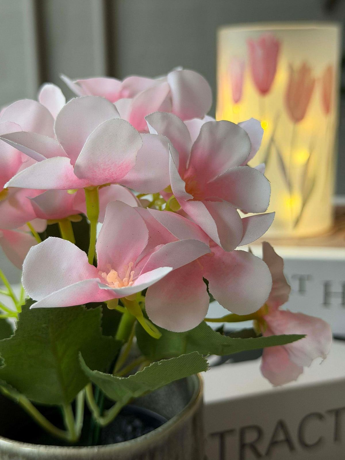 Mini hortensia en pot - plusieurs couleurs