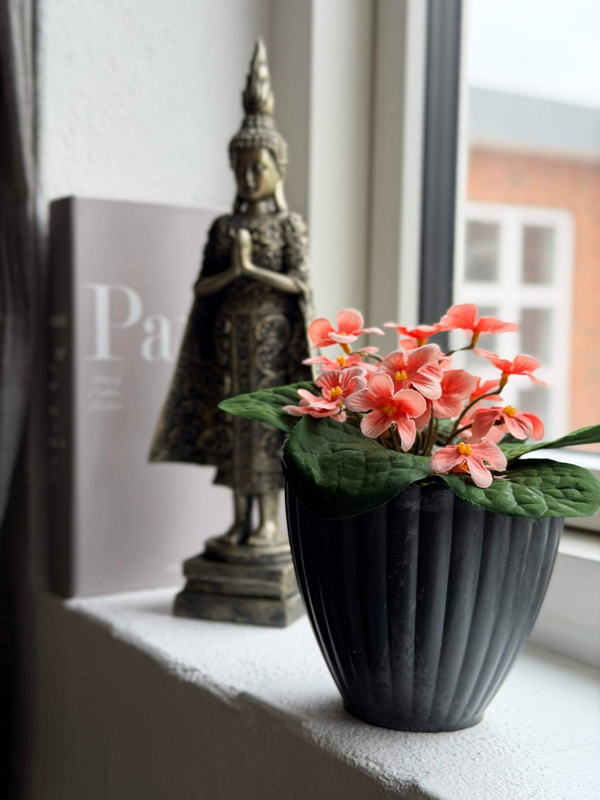 Saintpaulia en pot - plusieurs couleurs
