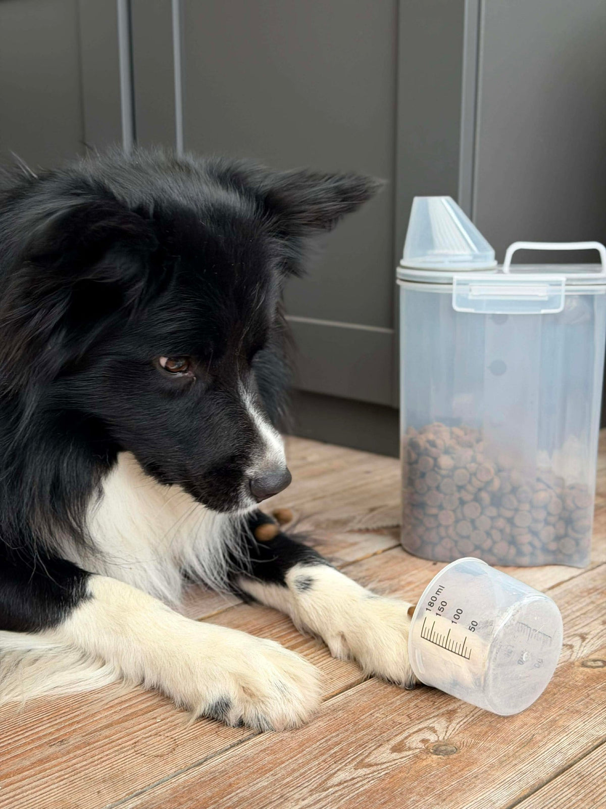 Boîte avec gobelet doseur pour aliments pour animaux